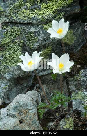 Alpine Pasqueflower (Pulsatilla alpina), Oberthauern, Salzburg, Austria, Europe Stock Photo