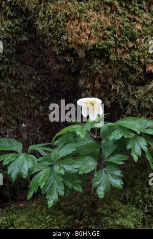 Wood Anemone (Anemone nemorosa), Tiefenbachklamm Gorge, Kramsach, Austria, Europe