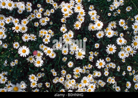 Daisies on a meadow (Bellis perennis), Tyrol, Austria, Europe Stock Photo