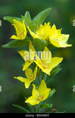 Yellow Loosestrife (Lysimachia vulgaris), Gertrude Messner's herb garden, Brandenberg, Tyrol, Austria, Europe Stock Photo