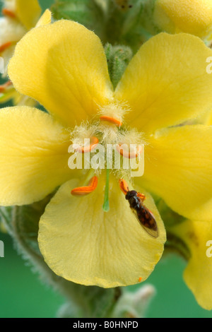 Dense-flowered - Denseflower or Large-flowered Mullein (Verbascum densiflorum), Schwaz, Tyrol, Austria, Europe Stock Photo