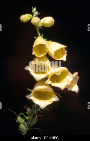 Large Yellow Foxglove (Digitalis grandiflora), Tyrol, Austria, Europe Stock Photo