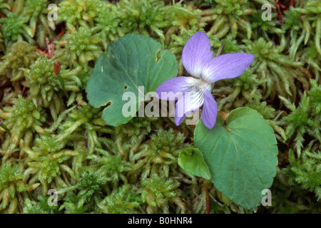Common Dog-violet (Viola riviniana), Pillberg, Tyrol, Austria, Europe Stock Photo