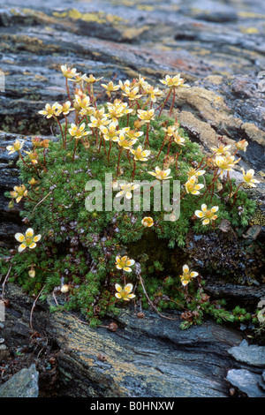 Mossy Saxifrage (Saxifraga bryoides), Tyrol, Austria, Europe Stock Photo