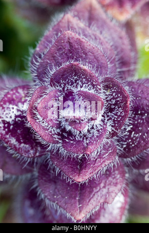 Metallic Pyramidal Bugleweed (Ajuga pyramidalis), Oberthauern, Salzburg, Austria, Germany Stock Photo