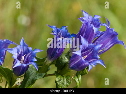 Willow Gentian (Gentiana asclepiadea), Kaisertal, Tyrol, Austria, Europe Stock Photo