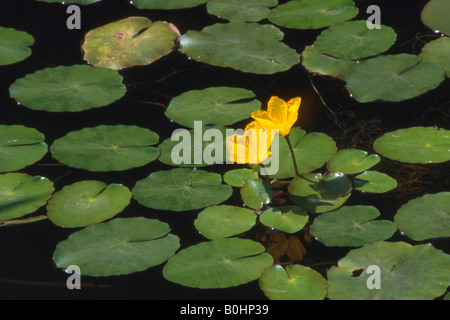 Water Fringe or Fringed Waterlily (Nymphoides peltata), Tyrol, Austria, Europe Stock Photo