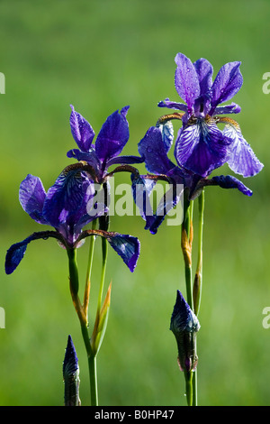 Siberian Iris (Iris sibrica), Lohr, Kramsach, Tyrol, Austria, Europe Stock Photo