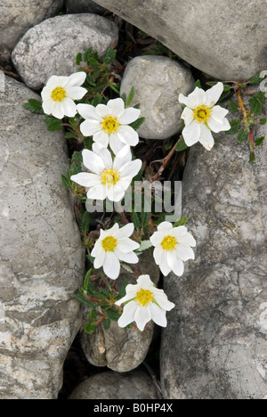 White Dryad or Mountain Avens (Dryas octopetala), Martinau, Lechtal, Tyrol, Austria, Europe Stock Photo