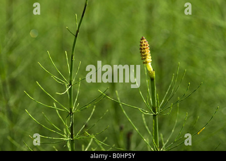 Marsh Horsetail (Equisetum palustre), Alter Tristachersee, Lienz, East Tyrol, Austria, Europe Stock Photo