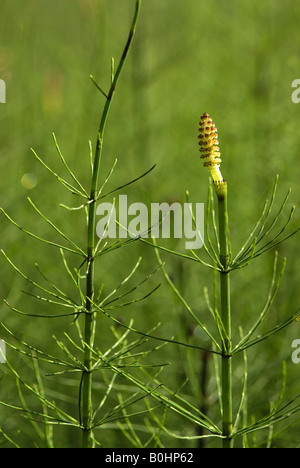 Marsh Horsetail (Equisetum palustre), Alter Tristachersee, Lienz, East Tyrol, Austria, Europe Stock Photo