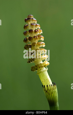 Marsh Horsetail (Equisetum palustre), Alter Tristachersee, Lienz, East Tyrol, Austria, Europe Stock Photo