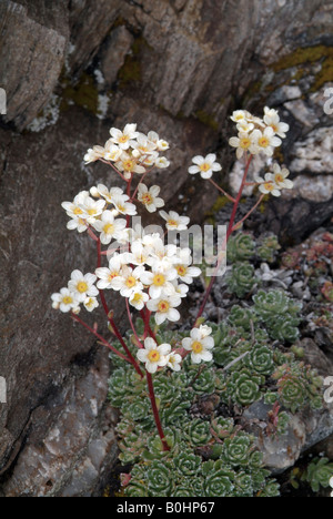 White Mountain Saxifrage (Saxifraga paniculata), Grosser Gamsstein, Tux Alps, Tyrol, Austria, Europe Stock Photo