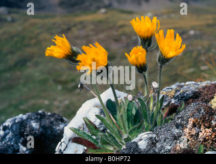 Shaggy Hawkweed (Hieracium villosum), Hohe Tauern National Park, East Tyrol, Austria, Europe Stock Photo