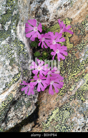 Least - or Alpine Primrose (Primula minima), Hohe Tauern National Park, Salzburg, Austria, Europe Stock Photo