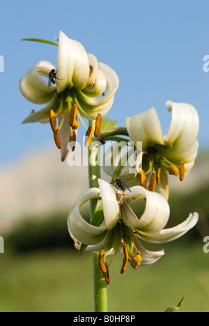 White Turk´s Cap Lily (Lilium martagon), Pockhorner Meadows, Hohe Tauern National Park, Carinthia, Austria, Europe Stock Photo