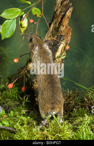 Yellow-necked Mouse (Apodemus flavicollis), Schwaz, Tyrol, Austria, Europe Stock Photo