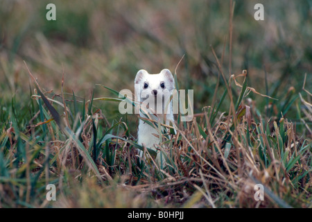 Stoat, Short-tailed Weasel or Ermine (Mustela erminea), Schwaz, Tyrol, Austria, Europe Stock Photo