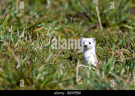 Stoat, Short-tailed Weasel or Ermine (Mustela erminea), Wattens, Tirol, Austria, Europe Stock Photo