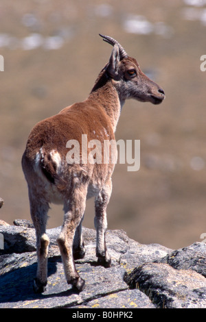 Iberian Ibex or Spanish Wild Goat (Capra pyrenaica), Sierra de Gredos, Gredos Range, Spain, Europe Stock Photo