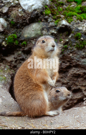 Black-tailed Prairie Dogs (Cynomys ludovicianus), Salzburg Zoo, Austria Stock Photo