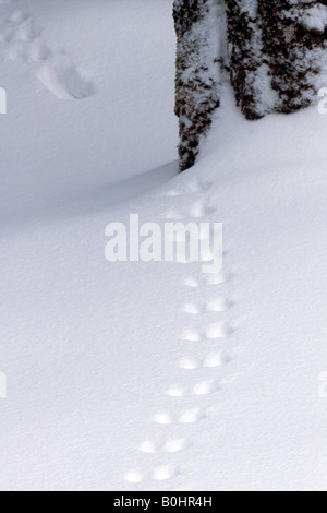 Eurasian Red Squirrel (Sciurus vulgaris) tracks in the snow, Karwendel, Tyrol, Austria, Europe Stock Photo