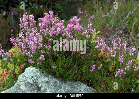 Heather (Calluna vulgaris), Kellerjoch, Schwaz, Tyrol, Austria, Europe