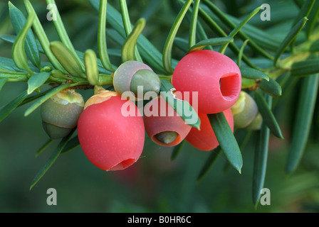 Common Yew (Taxus baccata), Schwaz, Tyrol, Austria, Europe Stock Photo