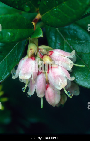 Mountain Cranberry (Vaccinium vitis idaea), Gamsstein, Tux Alps, Tyrol, Austria, Europe Stock Photo