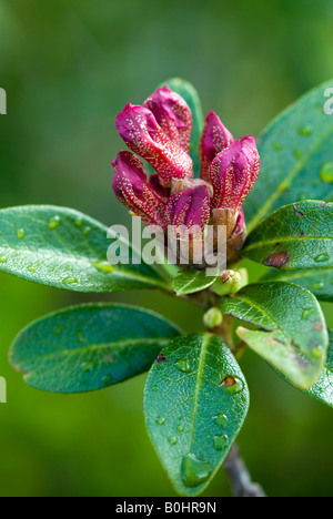 Rusty-leaved Alpenrose or Snow-Rose (Rhododendron ferrugineum), Oberthauern, Salzburg, Austria Stock Photo