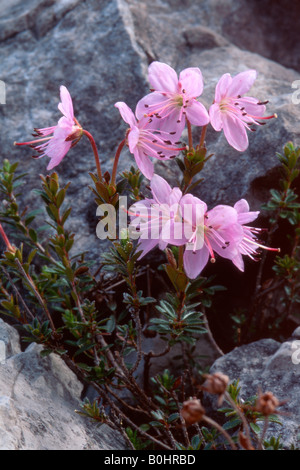 Dwarf Alpenrose (Rhodothamnus chamaecistus), Hahntenjoch, Tyrol, Austria, Europe Stock Photo
