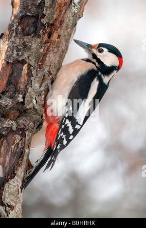 Greater Woodpecker (Picoides major), Schwaz, Tyrol, Austria, Europe