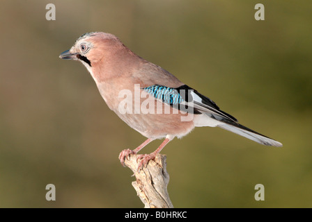 Eurasian Jay (Garrulus glandarius), Schwaz, Tyrol, Austria, Europe Stock Photo