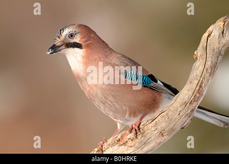 Eurasian Jay (Garrulus glandarius), Schwaz, Tyrol, Austria, Europe Stock Photo