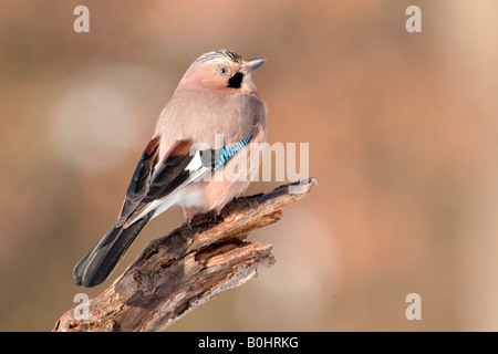 Eurasian Jay (Garrulus glandarius), Schwaz, Tyrol, Austria, Europe Stock Photo