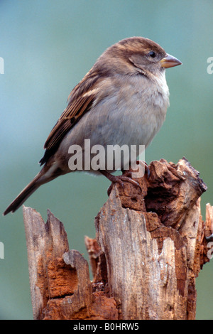 House Sparrow (Passer domesticus), female, Schwaz, Tyrol, Austria, Europe