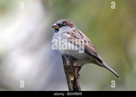 House Sparrow (Passer domesticus), Schwaz, Tyrol, Austria, Europe