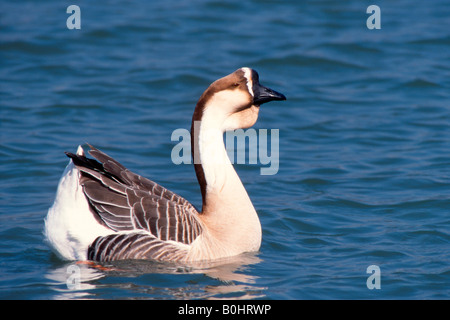 Domesticated Swan Goose (Anser cygnoides f. domestica), Inn River, Ebbs, Tyrol, Austria, Europe Stock Photo