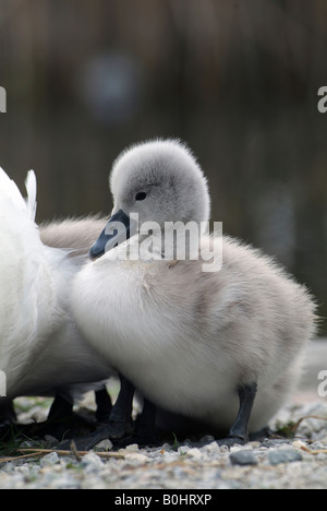 Mute Swan cygnet (Cygnus olor), Lake Reintaler-See, Kramsach, Tyrol, Austria, Europe Stock Photo