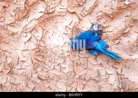 Florida Scrub Jay (Aphelocoma coerulescens), dead, lying on dried ground, Natural Bridges National Monument, Utah, USA, North A Stock Photo