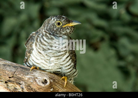 Common Cuckoo (Cuculus canorus), Schwaz, Tyrol, Austria, Europe Stock Photo