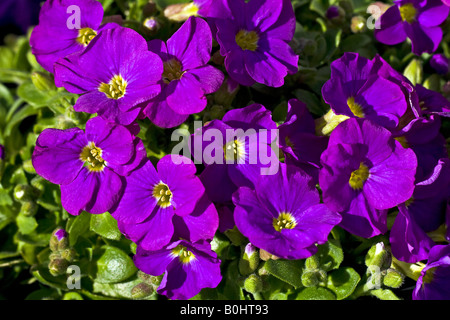 Flowering Aubretia, Cascade Purple Rock Cress (Aubrieta cultorum) Stock Photo