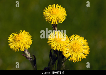 Coltsfoot, Butterbur or Foal's Foot (Tussilago farfara), medicinal plant, in bloom