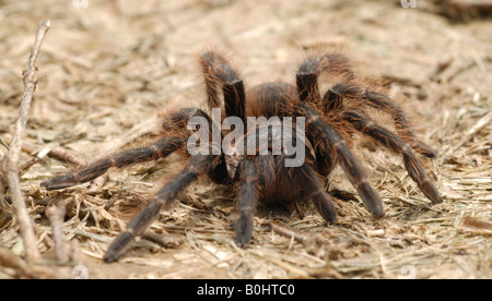 Chaco Golden Knee Tarantula (Grammostola aureostriata), Boqueron, Gran Chaco, Paraguay, South America Stock Photo