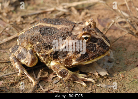 Close-up of a Chacoan Horned Frog or Cranwell's Horned Frog (Ceratophrys cranwelli), Gran Chaco, Paraguay, South America Stock Photo