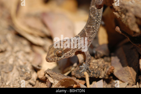 South american gecko hi res stock photography and images Alamy