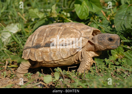 Chaco tortoise hi res stock photography and images Alamy