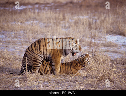 Amur or Siberian tiger Panthera tigris altaica mating China Stock Photo