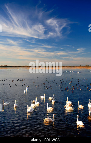 Overwintering Mute Bewick and Whooper Swans Pochard Ducks WWT Welney National Bird Reserve Cambridgeshire England Britain UK Stock Photo