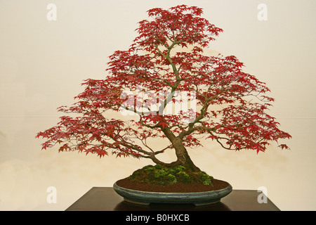 Japanese Maple Acer Palmatum Deshojo Stock Photo